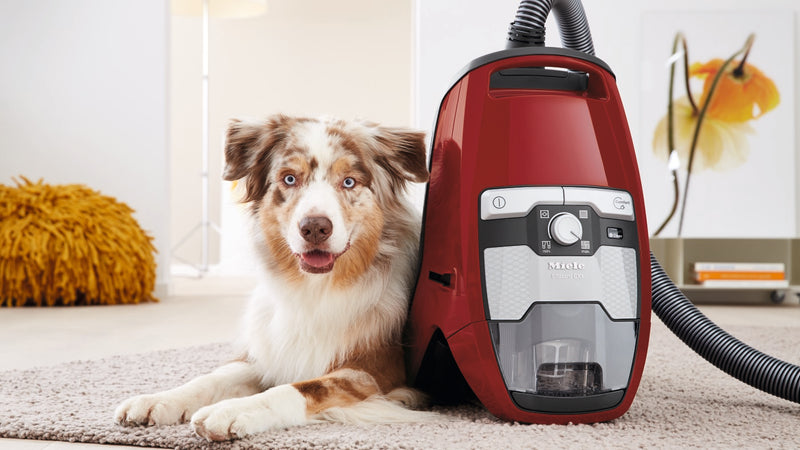 Miele Blizzard CX1 Cat & Dog [Autumn Red] - MLvac.com