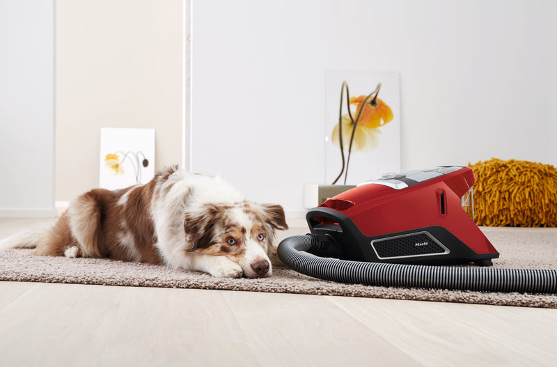 Miele Blizzard CX1 Cat & Dog [Autumn Red] - MLvac.com